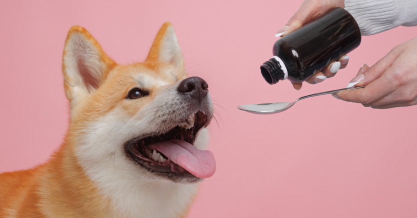 Ask Dr. Jenn: Can I Give My Dog Pepto-Bismol?